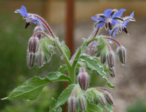 borage2 borage2
