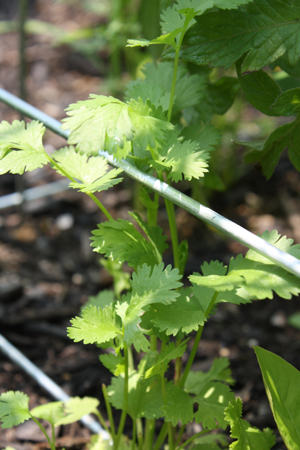cilantro growing cilantro