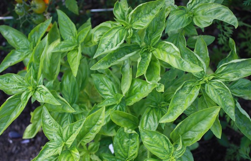growing basil basil