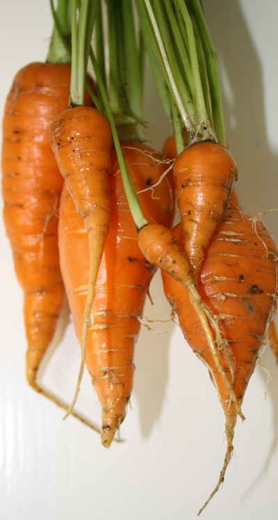 gardencarrots gardencarrots
