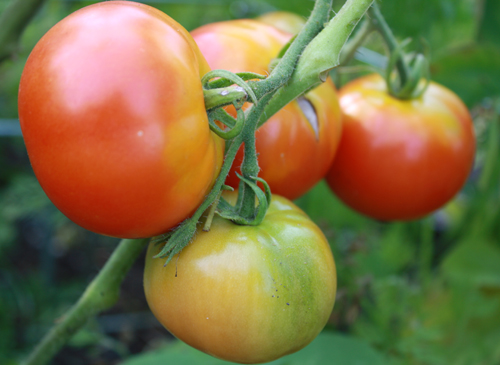 homegrown tomatoes tomatoes