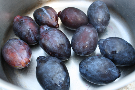 local Italian prune plums
