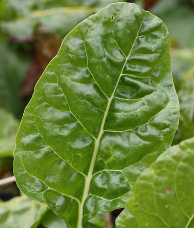 chardleaf chardleaf