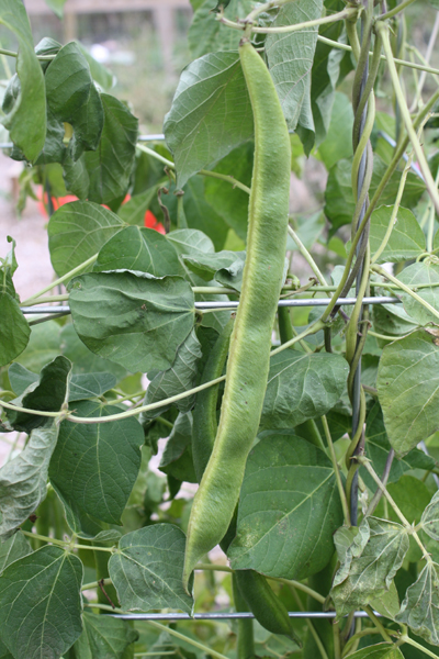 runnerbean runnerbean