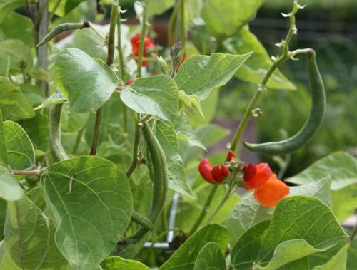 scarletrunnerbeans scarletrunnerbeans