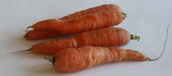 carrots carrots