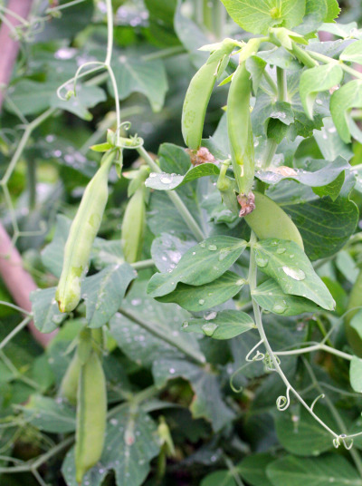 gardenpeas gardenpeas