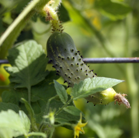 cucumber on vine cucumber on vine.