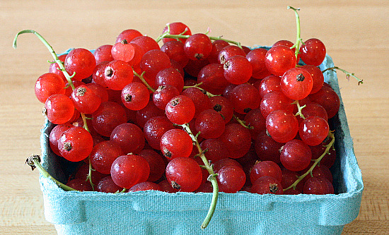 red currants red currants