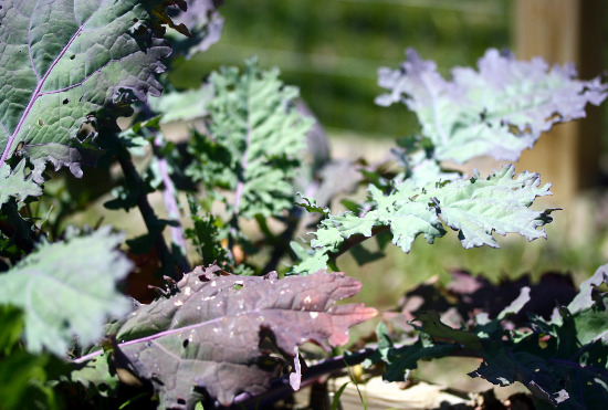 russian_kale russian_kale