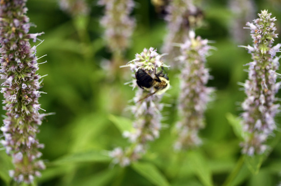 anise hyssop bee