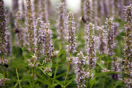 anise hyssop growing in a field