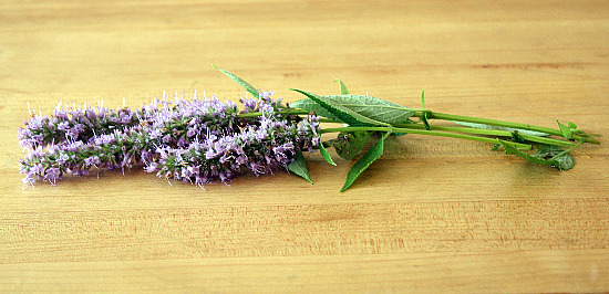 anise hyssop anise hyssop