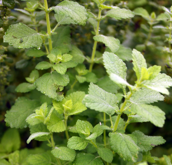lemon balm lemon balm