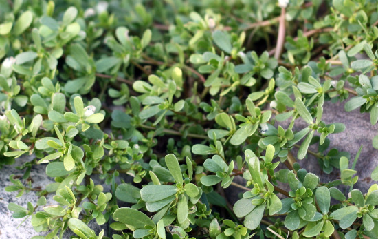 purslane purslane