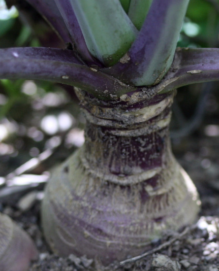 rutabaga rutabaga