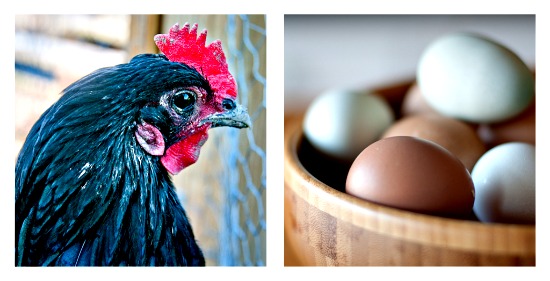 chicken and eggs
