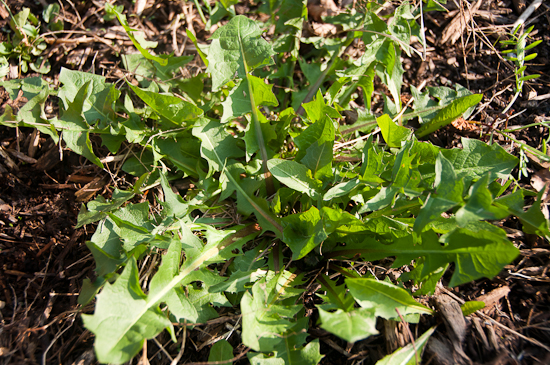 dandelion dandelion greens photo
