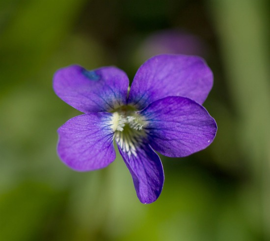 violet violet image