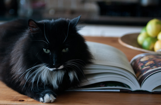 leo cat | Healthy Green Kitchen