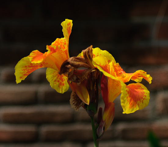flower 1_