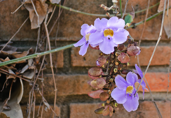 flower 2_