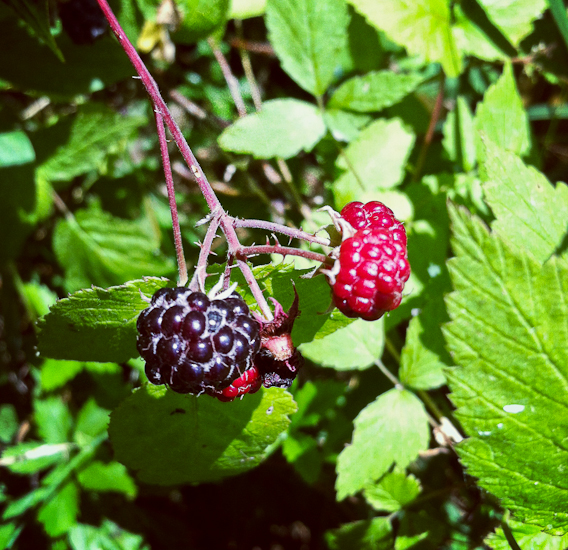 black raspberry black raspberries