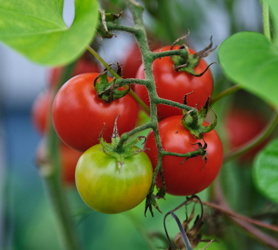 cherry tomatoes garden cherry tomatoes