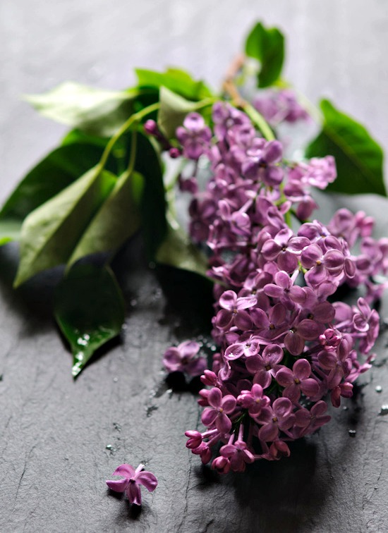 Lilacs from www.healthygreenkitchen.com