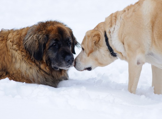 jake and jezebel