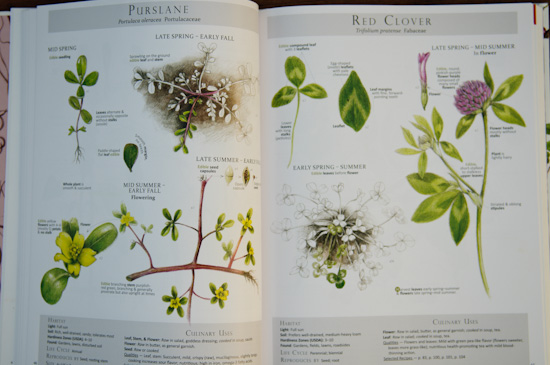 foraging and feasting