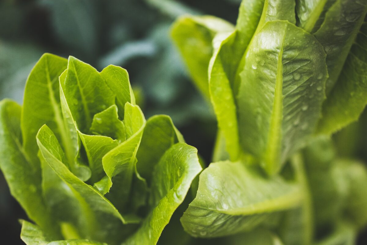 Green leaf lettuce.