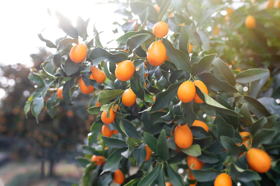 Kumquats growing on a tree with the sun shining in the background.